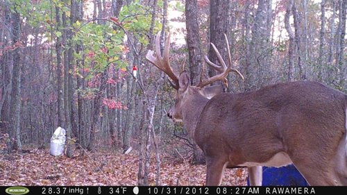 Successful Hunts with our Deer Lure